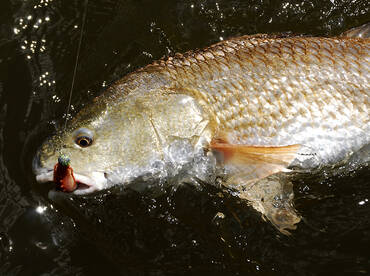 Redfish biting