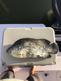 Sarasota Report Photo 1