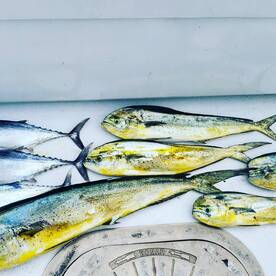 Fall Mahi Mahi Fishing 