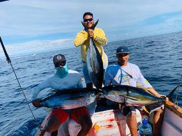 Yellowfing tunas 30/60 lbs