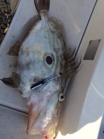 La Manga Report Photo 2