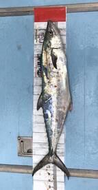Redington Shores Report Photo 1