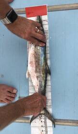 Redington Shores Report Photo 2
