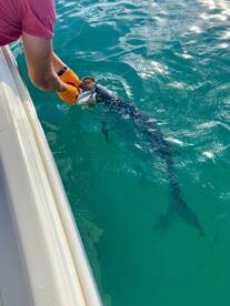 Book your April and May Tarpon Charter n