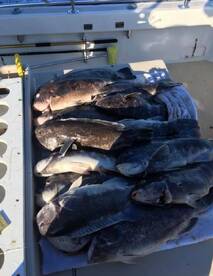 Montauk Report Photo 2