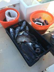 Montauk Report Photo 1