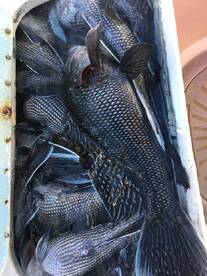 Montauk Report Photo 2