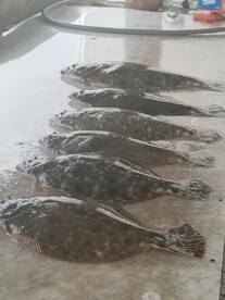 Galveston Report Photo 2