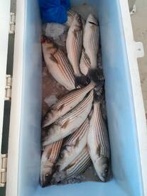 Striped bass fishing is on fire