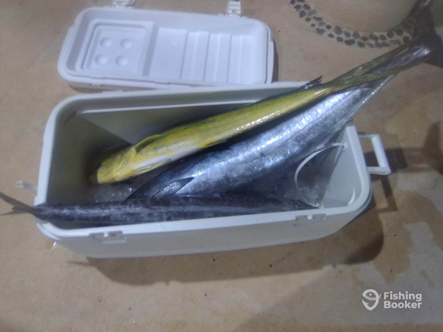 Puerto Aventuras Report Photo 0