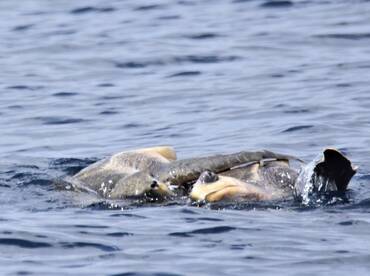 Herradura Report Photo 1