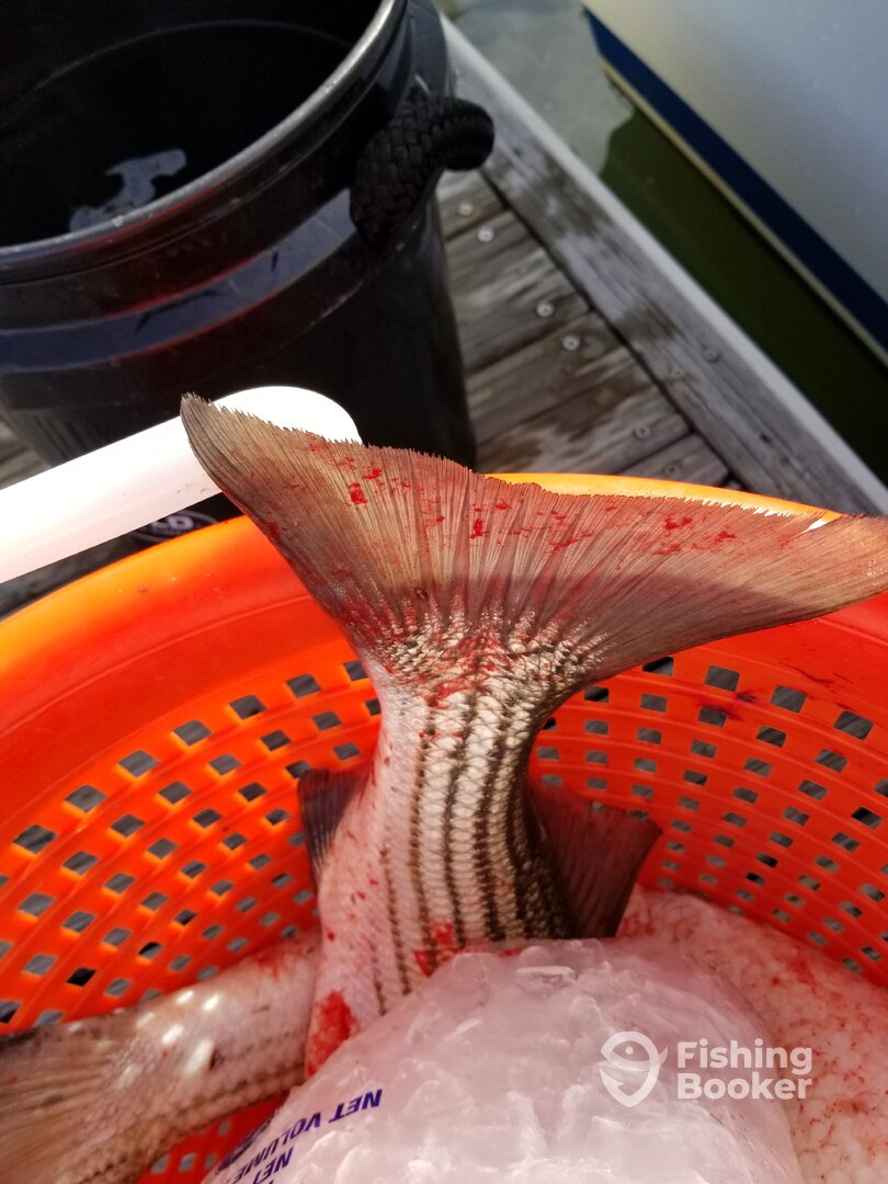 Point Pleasant Report Photo 0