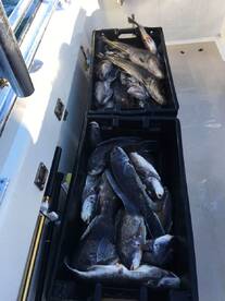 Montauk Report Photo 1