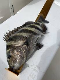 Orange Beach Report Photo 1