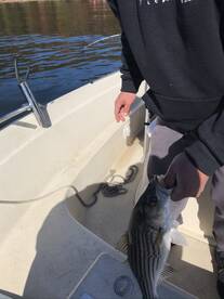 Cumming Report Photo 1