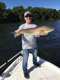 Redfish Tampa Bay