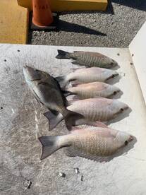 Marco Island Report Photo 2