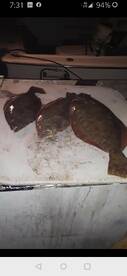 Flounder inshore