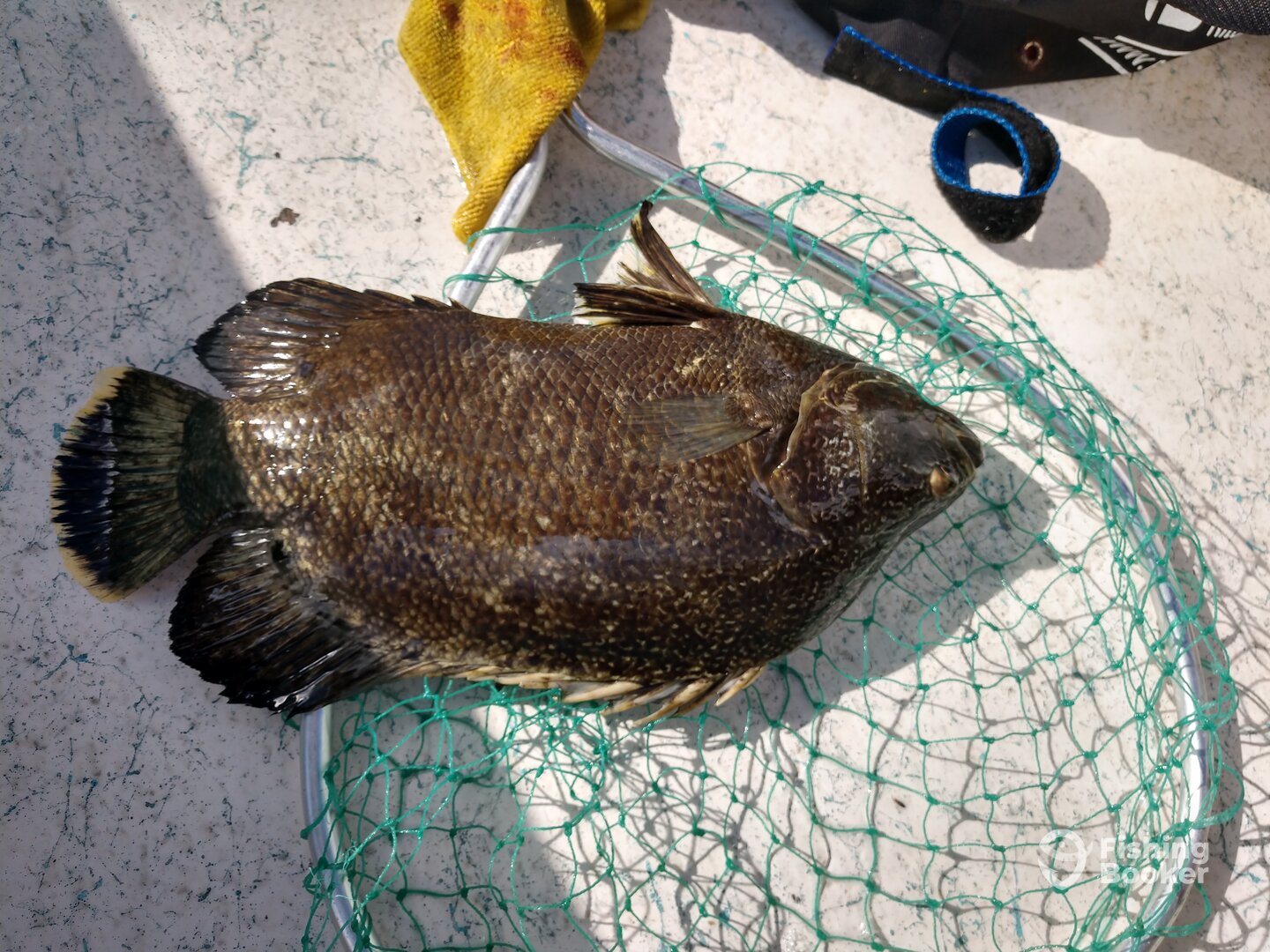 Fort Lauderdale Report Photo 0