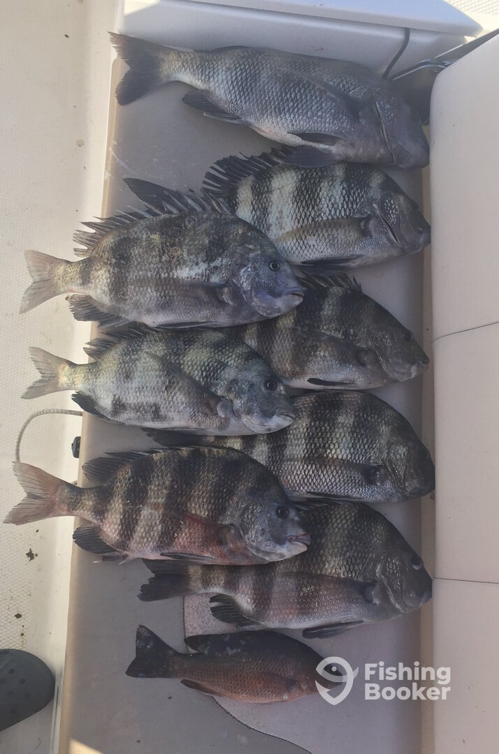 A limit of Sheepshead