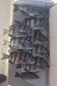 The Sheepsheads are Hungry in Navarre 