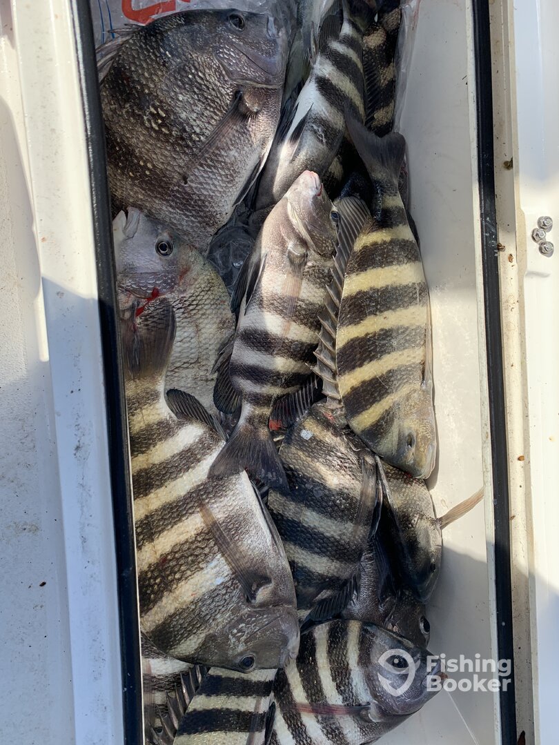 Mess of Sheepshead