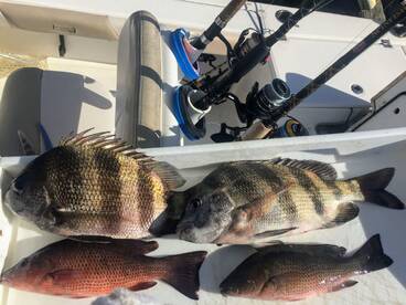 Sheepshead and mangrove