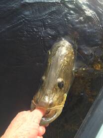 Key Largo Report Photo 1