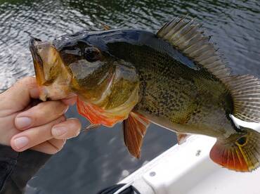 Bonita Springs Report Photo 2