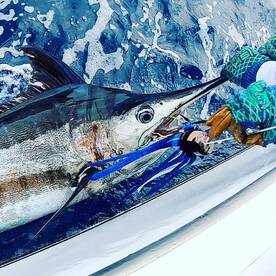 Blue Marlin being released