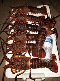 California spiny lobster 