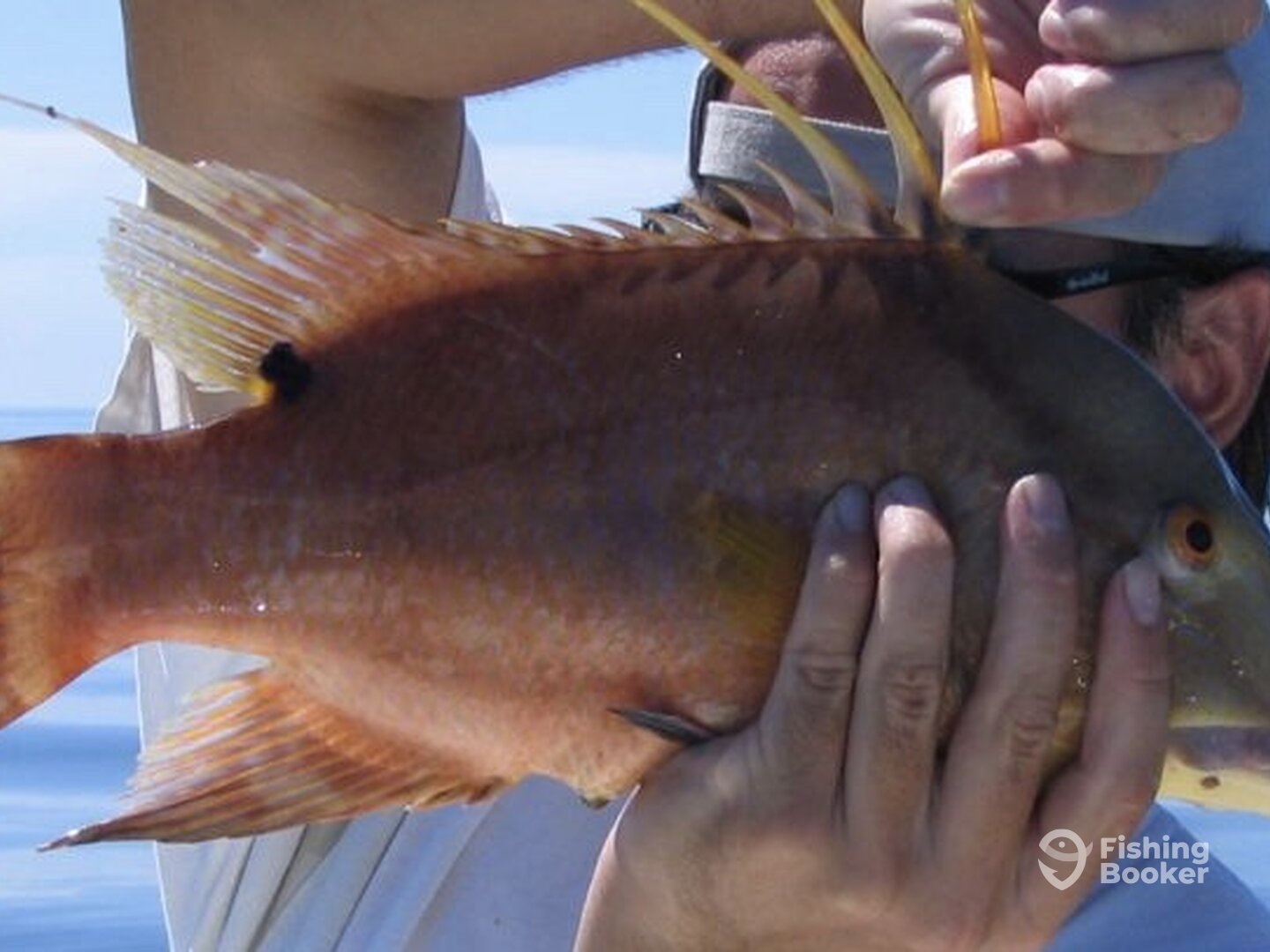 Hogfish