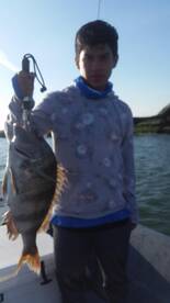 7 lb sheepie