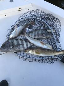 Chokoloskee Report Photo 2