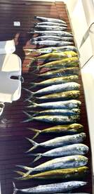 December 27 catch of the day 16 mahi mah