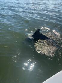 Fort Myers Report Photo 1