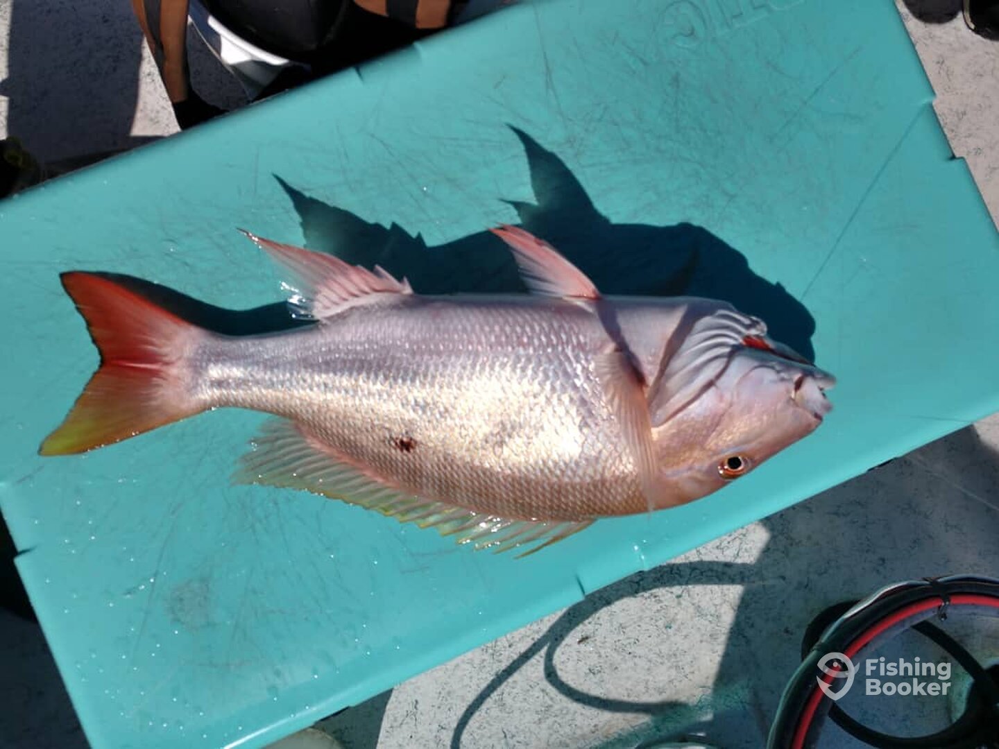 Fort Lauderdale Report Photo 0