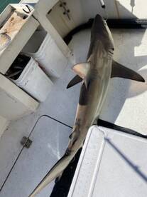 Port Canaveral Report Photo 2