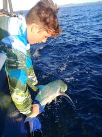 Trevallies caught and released!!