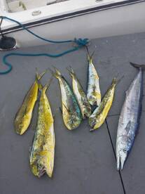 Puerto Plata Report Photo 1