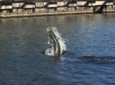 Tarpon #1. A 100 plus MONSTER Tarpon Fishing Puerto Rico
