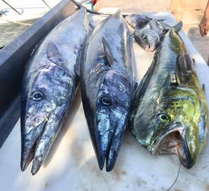 Puerto Aventuras Report Photo 1
