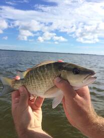Dock fishing in Sarasota bay 