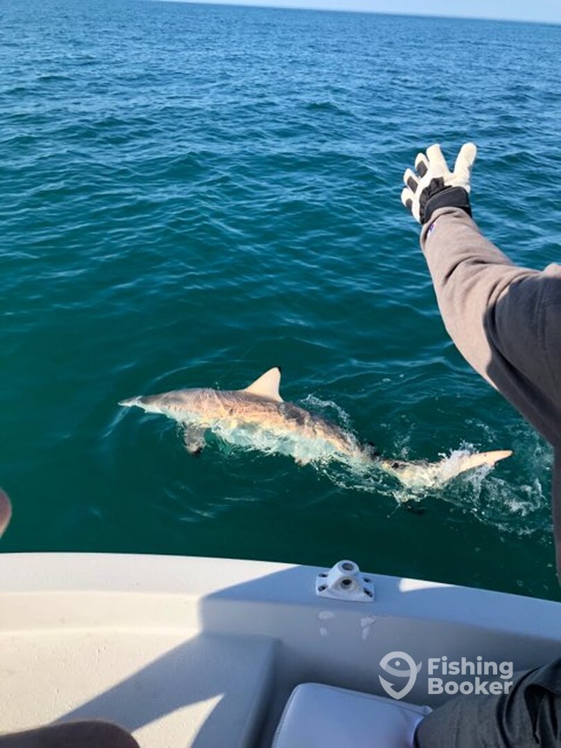 Bay Pines Report Photo 0