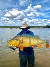 COLOMBIAN GIANT PEACOKBASS