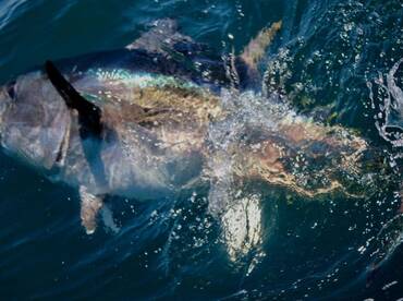 Bluefin Tuna Action is HOT right Now