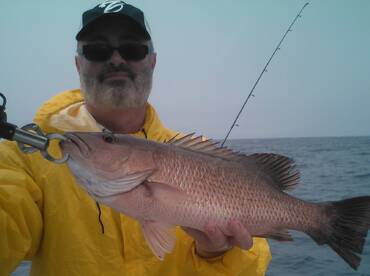 Mangrove Snapper