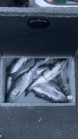 Coho Salmon are everywhere!