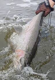 Spring steelhead