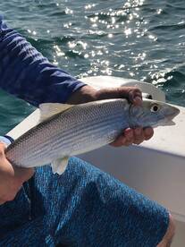 Jensen Beach Report Photo 2